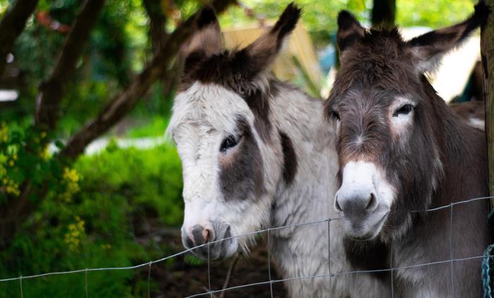 Rosie and Jasmine - Resident Donkeys